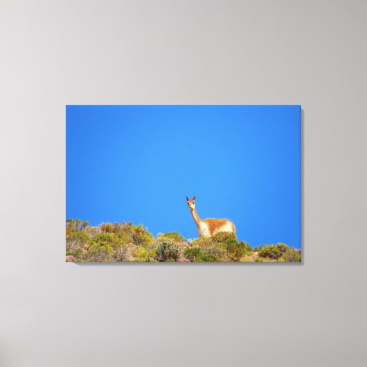 vicuña blauw canvas afdruk (Voorkant)