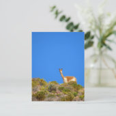 vicuña camelid blue briefkaart (Staand voorkant)