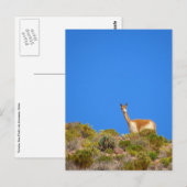 vicuña camelid blue briefkaart (Voorkant / Achterkant)