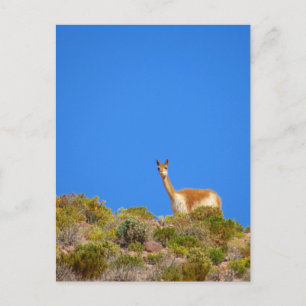 vicuña camelid blue briefkaart