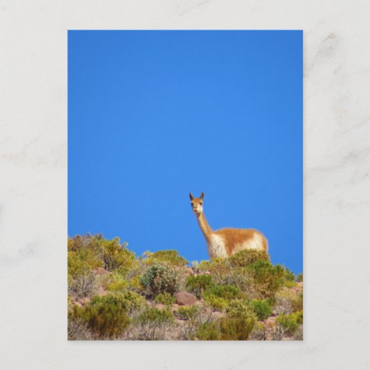 vicuña camelid blue briefkaart (Voorkant)