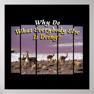 Vicuña Guanaco Lover - Travel Adventure Quote Poster