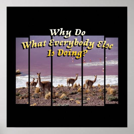 Vicuña Guanaco Lover - Travel Adventure Quote Poster (Voorkant)