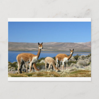 Vicuna in het Nationaal Park Lauca, Chili Briefkaart