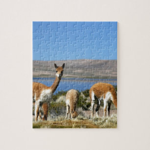 Vicuna in het nationaal park Lauca met een hoge si Legpuzzel