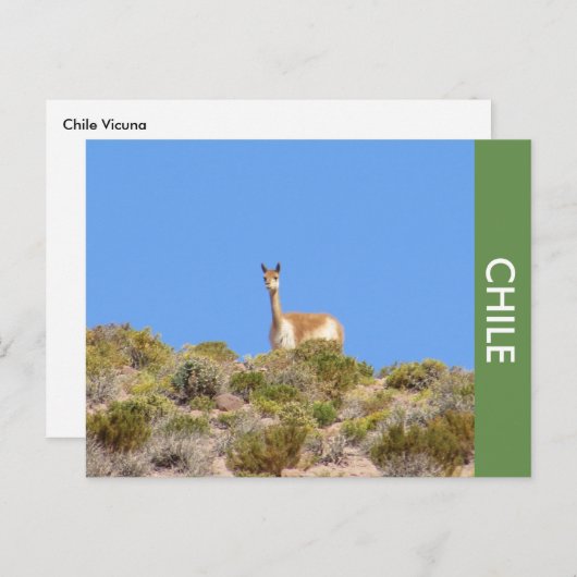 Vicuna Llama Chile Briefkaart (Voorkant / Achterkant)