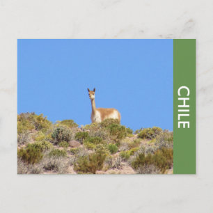 Vicuna Llama Chile Briefkaart