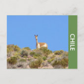 Vicuna Llama Chile Briefkaart (Voorkant)