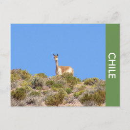 Vicuna Llama Chile Briefkaart