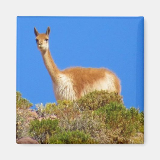 vicuña magneet (Voorkant)