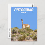 Vicuna Patagonia, Chili Briefkaart - Verticaal (Voorkant / Achterkant)