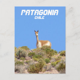 Vicuna Patagonia, Chili Briefkaart - Verticaal