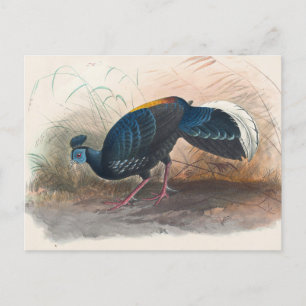 Vieillot's vuurvaste fazant van Joseph Wolf Briefkaart