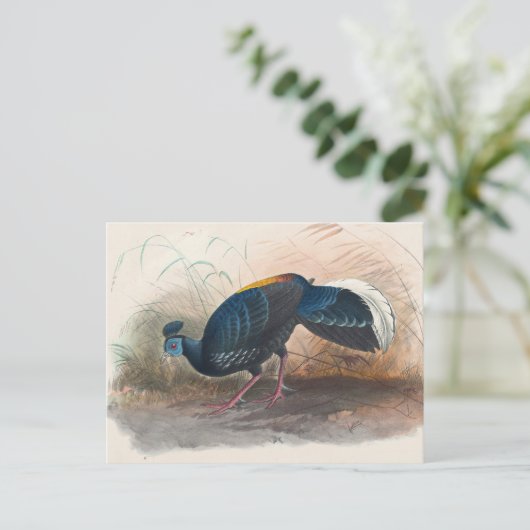 Vieillot's vuurvaste fazant van Joseph Wolf Briefkaart (Staand voorkant)