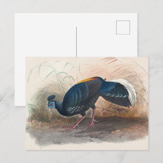 Vieillot's vuurvaste fazant van Joseph Wolf Briefkaart (Voorkant / Achterkant)