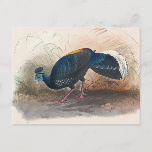 Vieillot's vuurvaste fazant van Joseph Wolf Briefkaart (Voorkant)