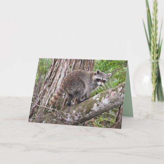 Viel je verjaardag als een Raccoon Kaart (Voorkant)