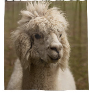 VIENNA WIEN ÖSTERREICH AUSTRIA ALPAKA LAMA ANIMAL DOUCHEGORDIJN