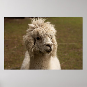 VIENNA WIEN ÖSTERREICH AUSTRIA ALPAKA LAMA ANIMAL POSTER