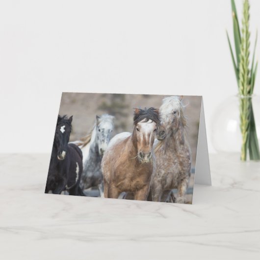 Vier Adobe's - Galoping naar het Wenskaart van de  Kaart (Voorkant)