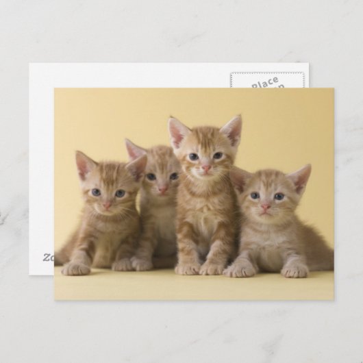 Vier Amerikaanse Shorthair Kittens Briefkaart (Voorkant / Achterkant)