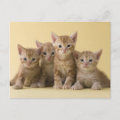 Vier Amerikaanse Shorthair Kittens Briefkaart (Voorkant)
