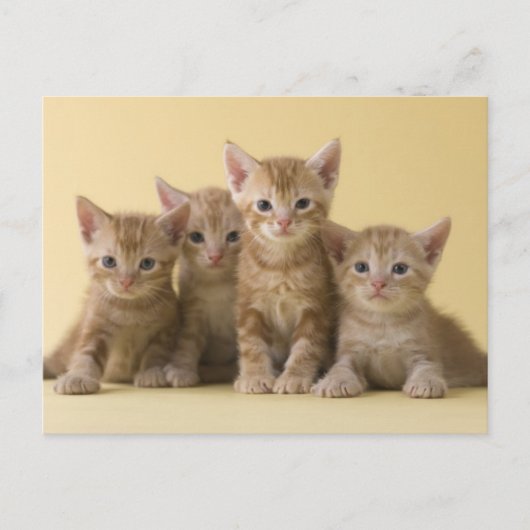 Vier Amerikaanse Shorthair Kittens Briefkaart (Voorkant)