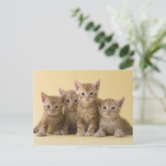 Vier Amerikaanse Shorthair Kittens Briefkaart (Staand voorkant)