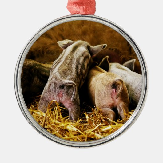 Vier Baby piglet Mangalitsa Hogs die knoppen tonen Metalen Ornament (Voorkant)