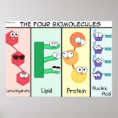 Vier biomoleculen poster (Voorkant)