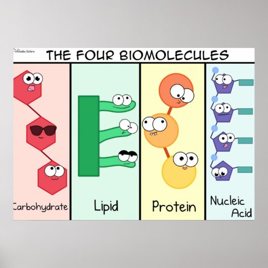 Vier biomoleculen poster (Voorkant)