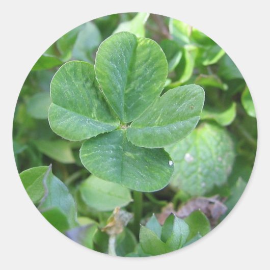 Vier bladklaver ronde sticker (Voorkant)