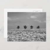 Vier bomen, platteland, velden / BW-fotografie Briefkaart (Voorkant / Achterkant)