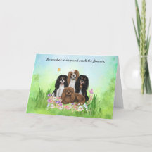 Vier Cavalier King Charles Spaniels in Flowers