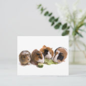 vier cavia's die eten, briefkaart (Staand voorkant)