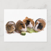 vier cavia's die eten, briefkaart (Voorkant)