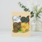 Vier Cochin Hens Briefkaart (Staand voorkant)