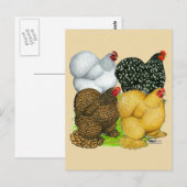 Vier Cochin Hens Briefkaart (Voorkant / Achterkant)