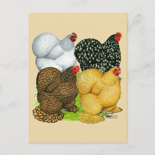 Vier Cochin Hens Briefkaart (Voorkant)