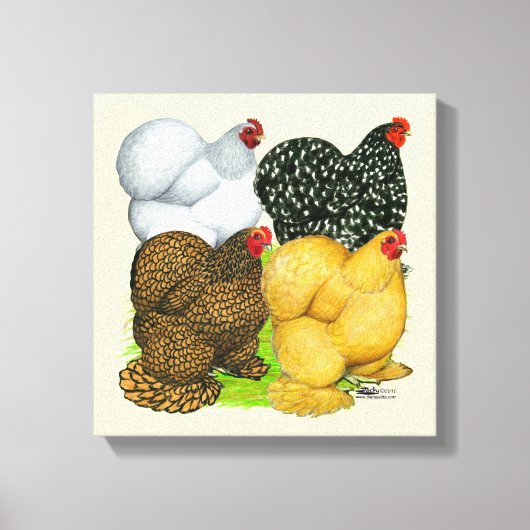 Vier Cochin Hens Canvas Afdruk (Voorkant)
