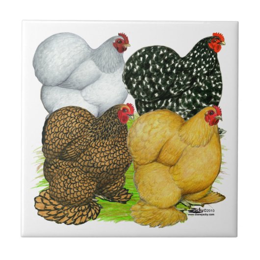 Vier Cochin Hens Tegeltje (Voorkant)