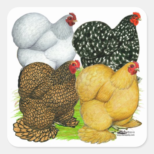 Vier Cochin Hens Vierkante Sticker (Voorkant)