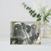 Vier Cute en Inquisitive Dusky Leaf Monkeys Briefkaart (Staand voorkant)