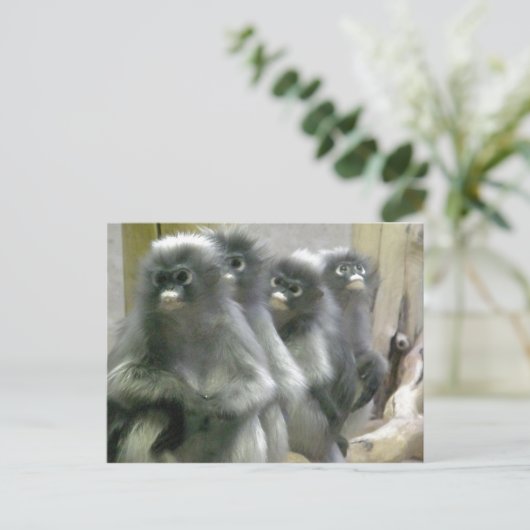 Vier Cute en Inquisitive Dusky Leaf Monkeys Briefkaart (Staand voorkant)