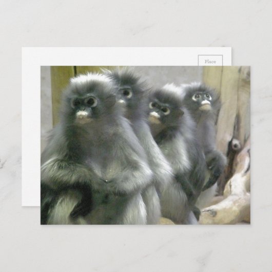 Vier Cute en Inquisitive Dusky Leaf Monkeys Briefkaart (Voorkant / Achterkant)