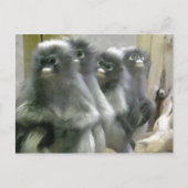 Vier Cute en Inquisitive Dusky Leaf Monkeys Briefkaart (Voorkant)