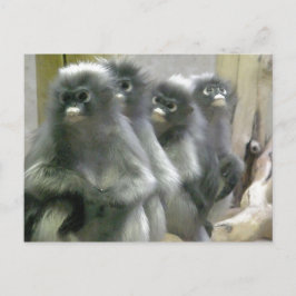 Vier Cute en Inquisitive Dusky Leaf Monkeys Briefkaart