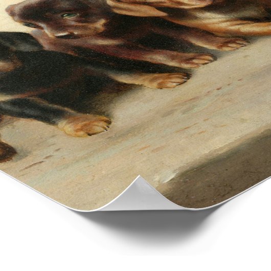 Vier Dachshond Puppies | Carl Reichert Poster (Hoek)