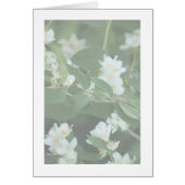 Vier dollar (Voorkant)