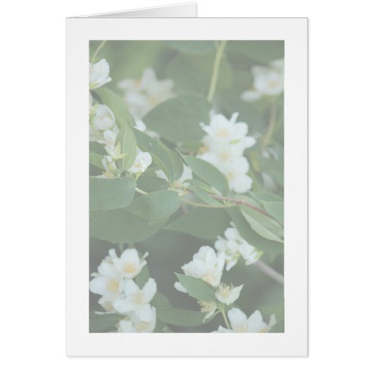 Vier dollar (Voorkant)